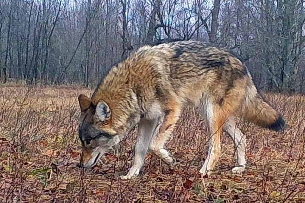 Eastern Wolf sighting at Carnarvon, ON Our Changing Seasons