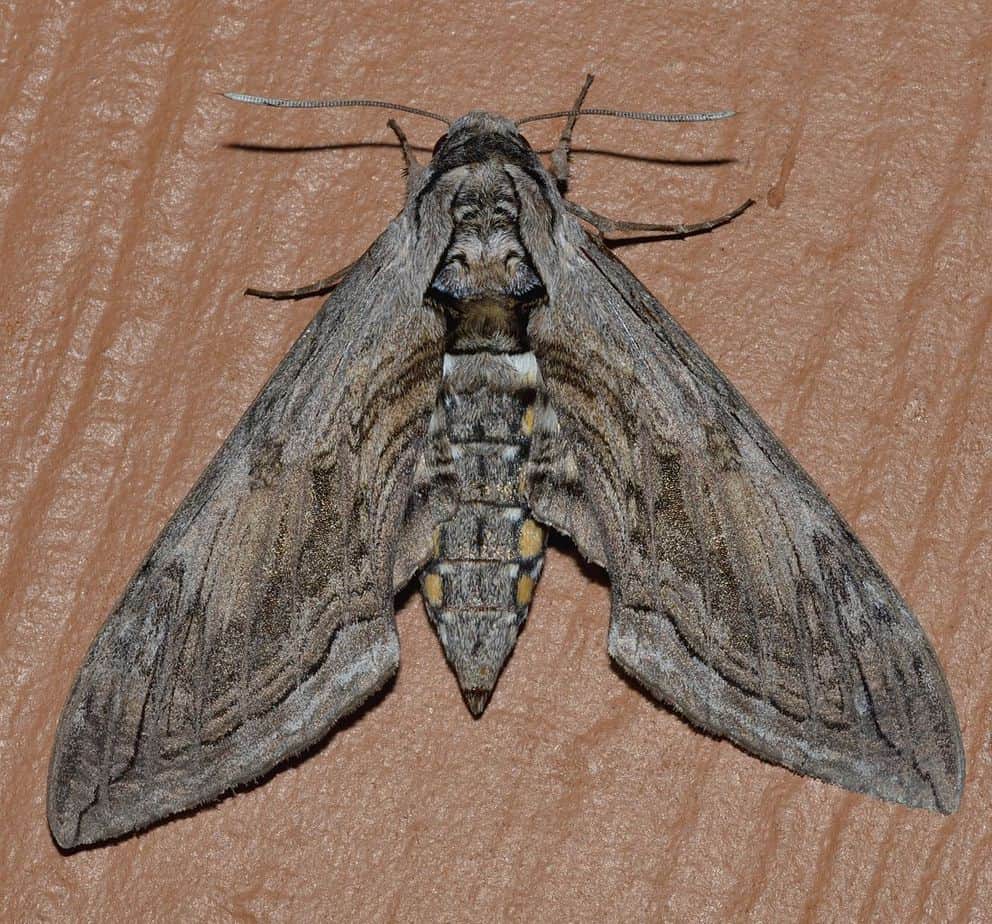 http://www.drewmonkman.com/wp-content/uploads/2016/08/Five-spotted_Hawk_Moth-hornworm-Wikimedia.jpg