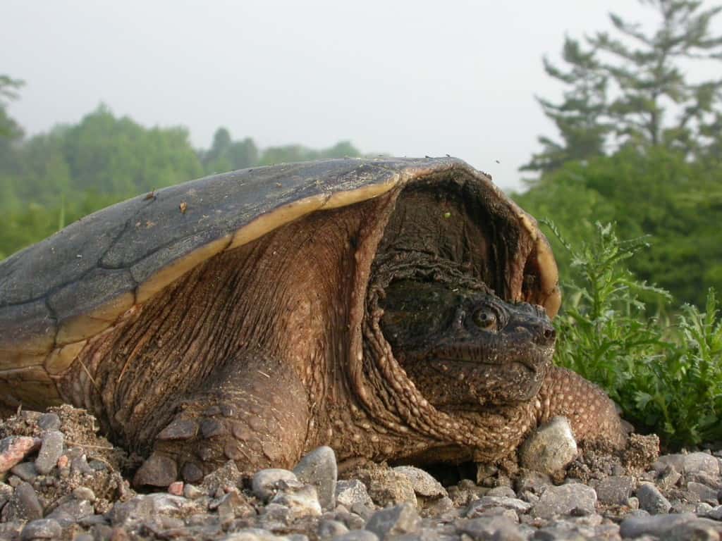 Swimming with Snapping Turtles: the video – Drew Monkman