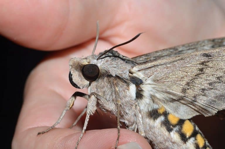 The beautiful Tomato Hornworm (Five-spotted Hawkmoth) – Our Changing ...