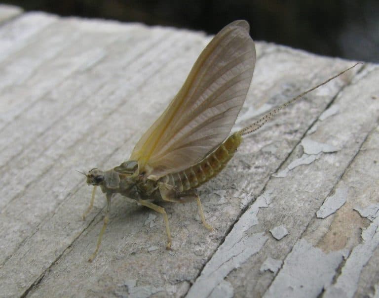 Big hatch of mayflies on Indian River. Early date? – Drew Monkman
